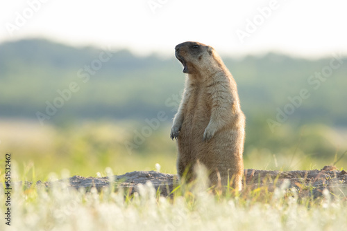 The groundhog stands on its hind legs near the burrow and whistles. Beautiful shot of marmota bobak. Groundhog Day. The cry of a groundhog.