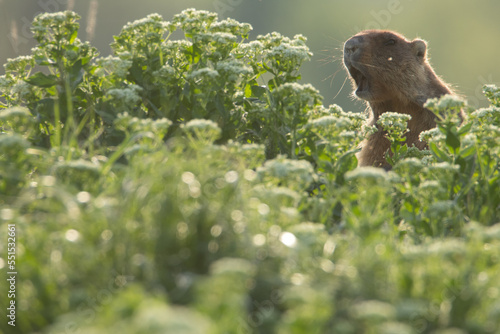 The groundhog screams through the grass. Beautiful shot of marmota bobak. Groundhog Day.  