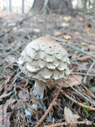 runo leśne photo