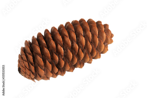 brown fir cone , isolated on a white background
