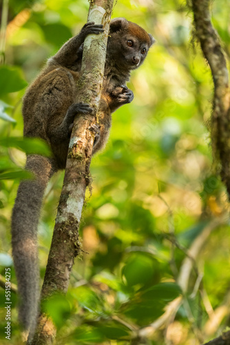 Eastern Lesser Bamboo Lemur - Hapalemur griseus, Madagascar rain forest, Madagascar endemite, Cute primate, Ranomafana National Park, Madagascar.