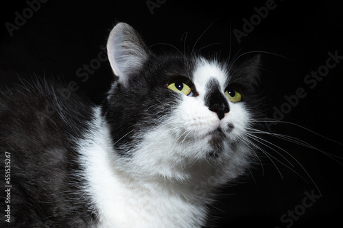 Dramatic portrait of a cat on black background. Dramatic looking portrait of black and white cat