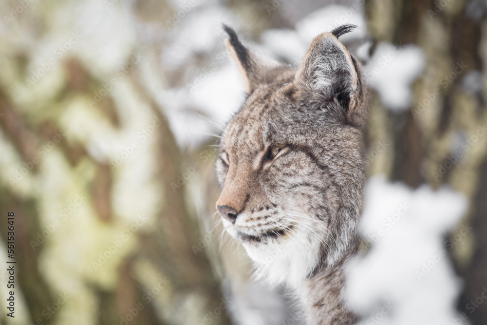 Fototapeta premium The Eurasian lynx (Lynx lynx), ryś euroacjatycki