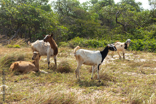 Photos Cabran is his habitat. Farm animals eating