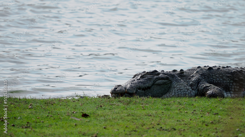 Crocodile basking in the sun near a water body Crocodile basking in the sun near a water body
