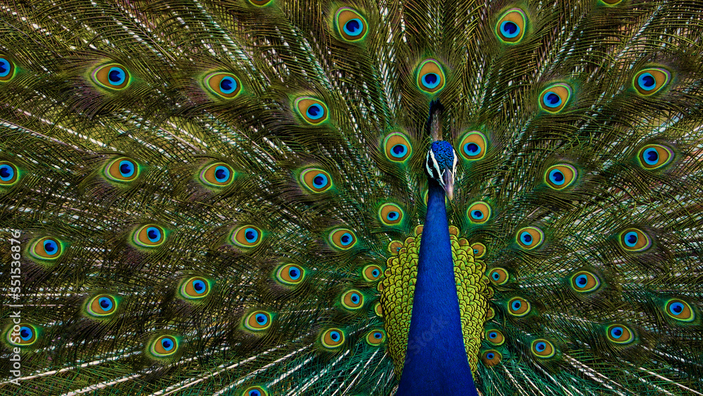 Obraz premium Indian National Bird beautiful peacock showing its feathers 