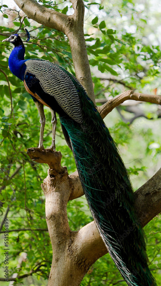 Naklejka premium Indian National Bird beautiful peacock showing its feathers 