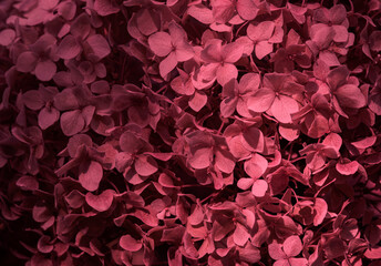 Foto auf Acrylglas Pantone 2023 Viva Magenta close up of white hydrangea flowers as background Trendy color of year 2023 - Viva Magenta.  © Angelina