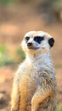 Portrait of a lovely cute meerkat or suricate (Suricata suricatta) in safari