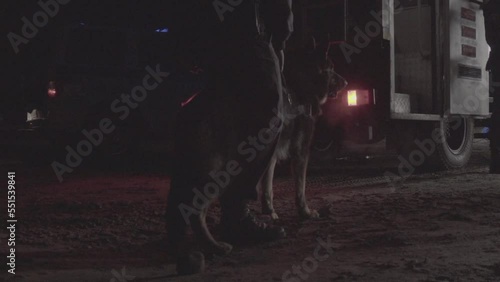 German Shepherd police dog stands next to a police. Flashing police light in a police car.