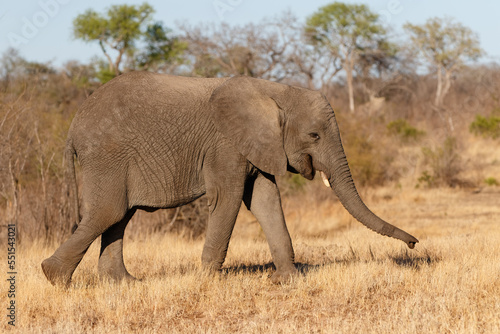 Elephant walking in the early morning in Sabi Sands Game Reserve in the Greater Kruger Region in South Africa