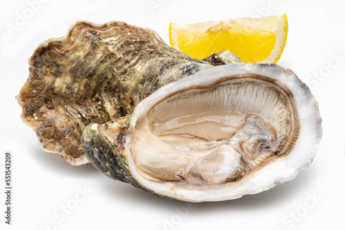 Opened and closed raw oysters isolated on white background. Delicacy food.