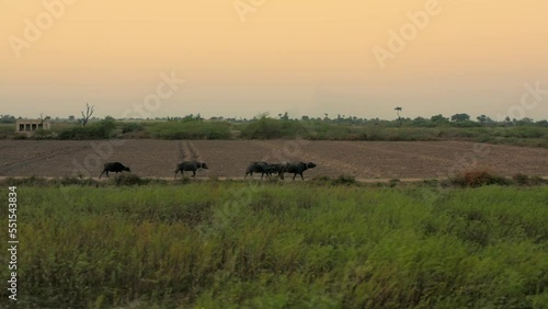 Panning shot of black cows on field during sunset