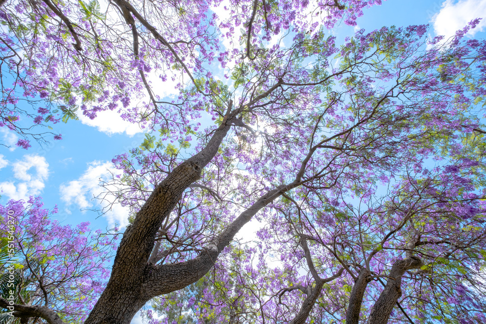 Fototapeta premium Beautiful Jacaranda trees and flowers on a sunny blue sky day