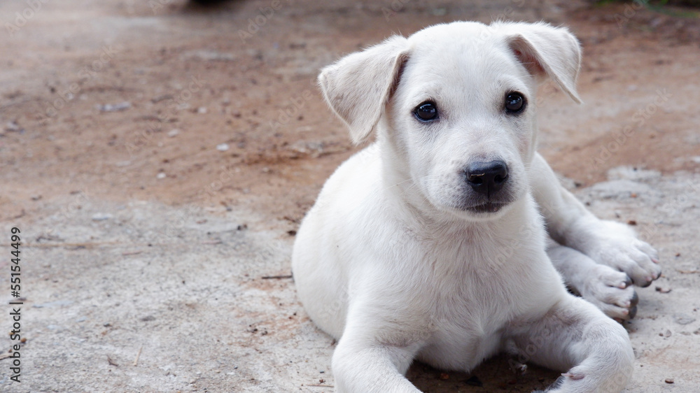 cute white puppy lying on the ground.