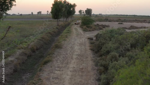 Aerial view of mud road surrounded by green fields in a village of Sindh Pakistan