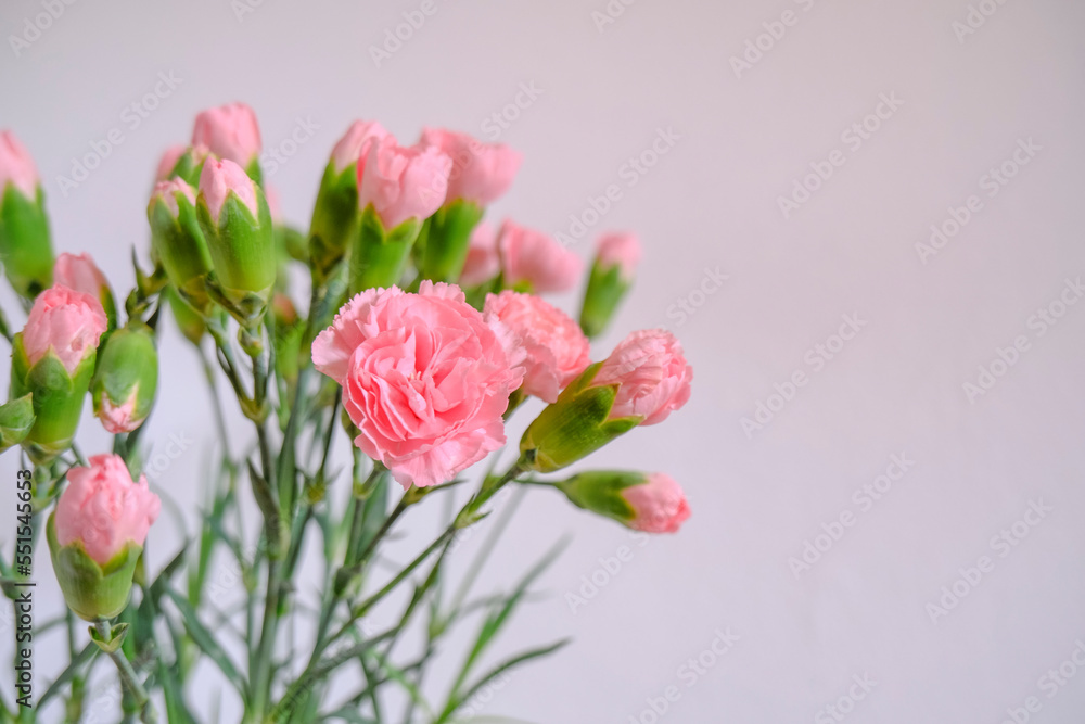 bouquet of pink carnations close-up across the white wall. Copy space. Postcard design. Floral background