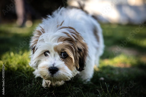 Lhasa Apso Puppy outdoors