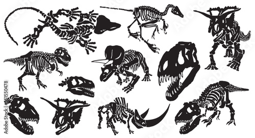 Graphical set of dinosaur skeletons isolated on white background,vector illustration,paleontology