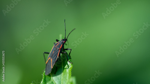 Boxelder bug looking from an edge of a leaf close up. © Ramuadm