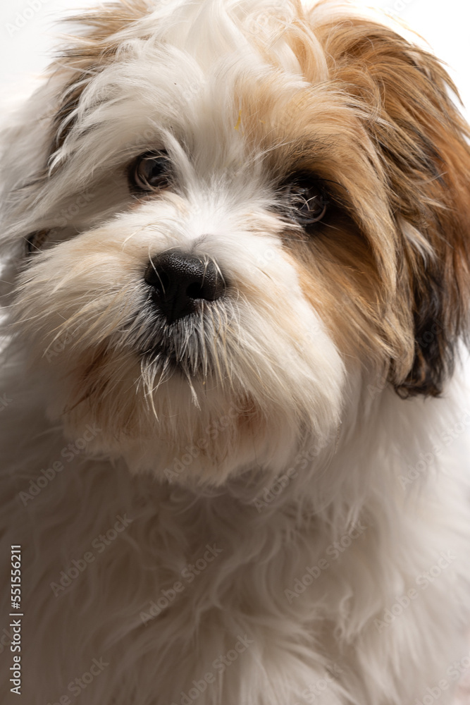 Lhasa Apso puppy