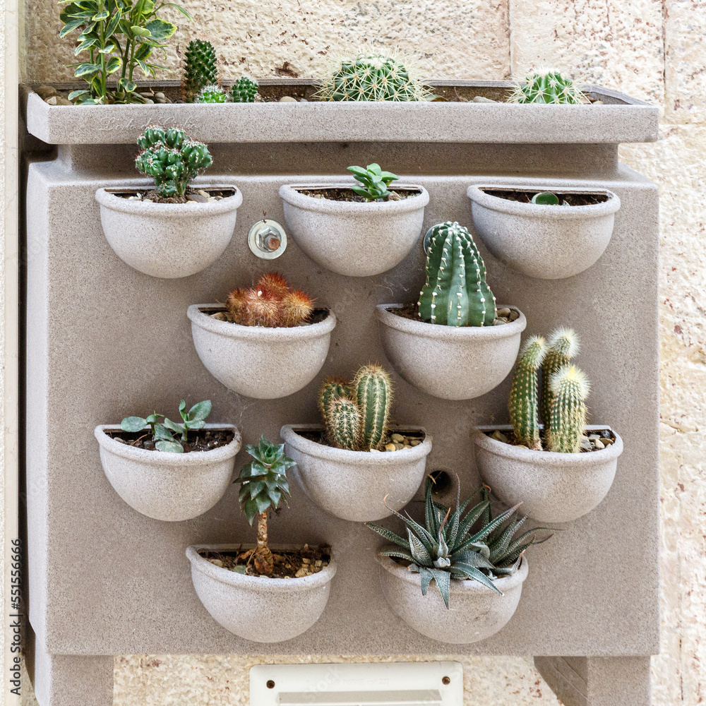 Cactuses on wall as decoration Cactuses on wall as decoration