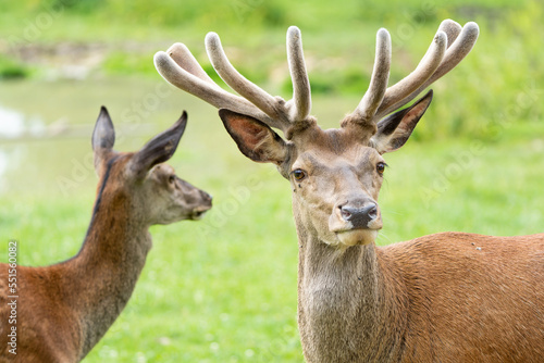 Close-up portrait of a red deer stag and a doe 