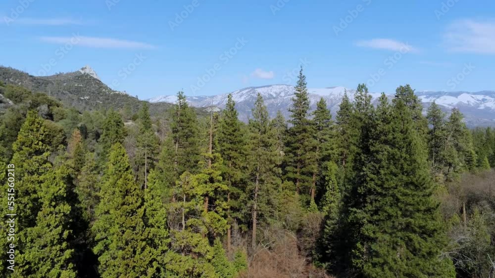 Flying over a fir forest in California - aerial view Flying over a fir forest in California - aerial view