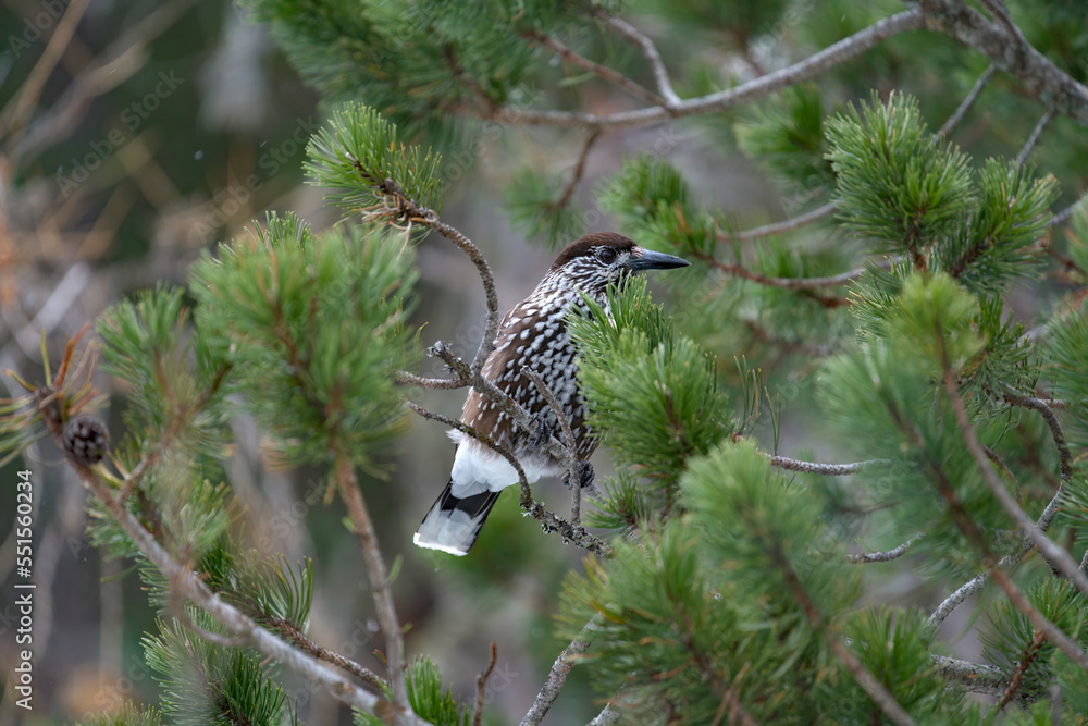 a nutcracker, nucifraga caryocatactes, perched on a mountain pine, pinus mugo, at a cold day in the national park hohe tauern in austria a nutcracker, nucifraga caryocatactes, perched on a mountain pine, pinus mugo, at a cold day in the national park hohe tauern in austria