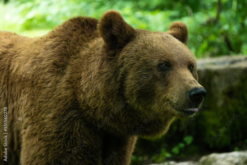 Close-up portrait of a european brown bear in a forest