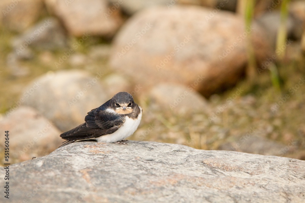 Naklejka premium Closeup of young swallow sitting on a rock at seashore in summer.