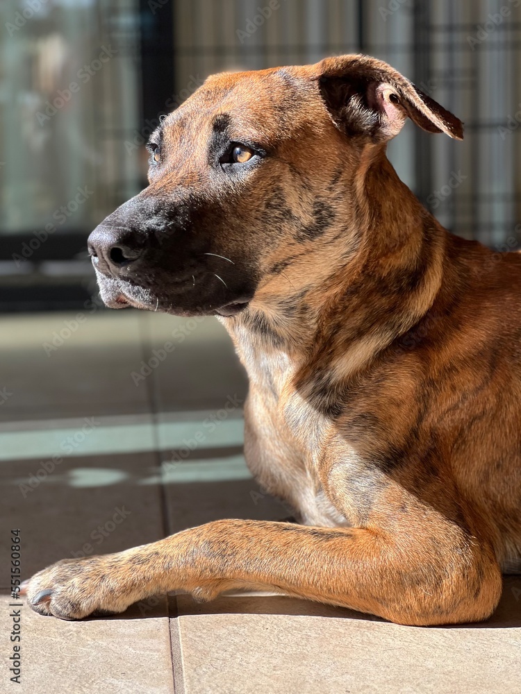 Portrait of brindle dog