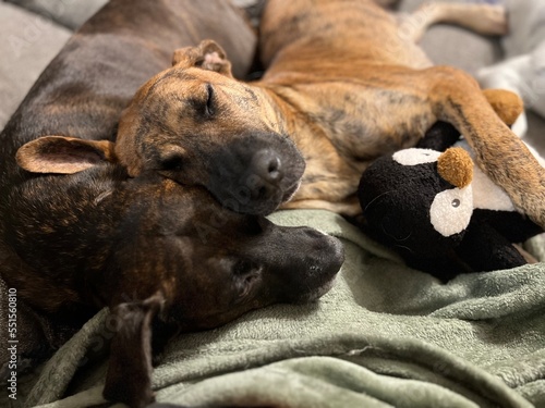 two brindle dogs cuddling
