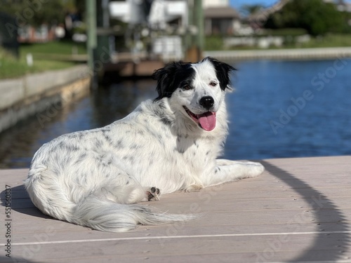 white dog sitting on dock