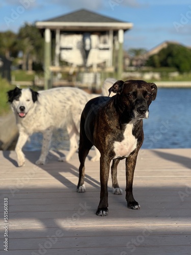 two dogs on a dock