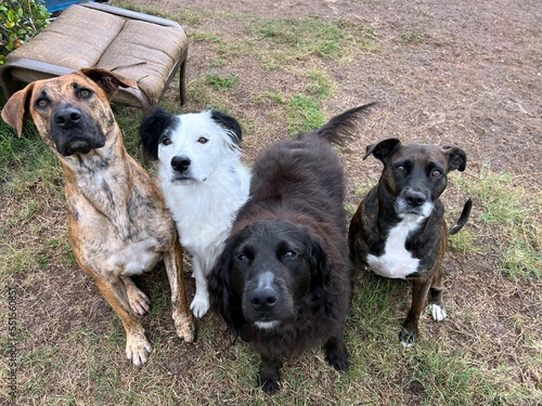 four mixed breed dogs 