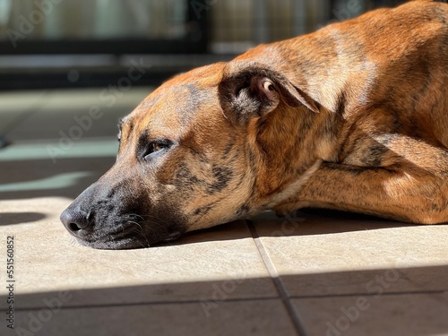 Portrait of brindle dog