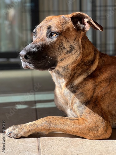 Portrait of brindle dog
