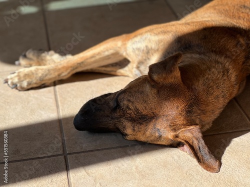 sleeping brindle dog 