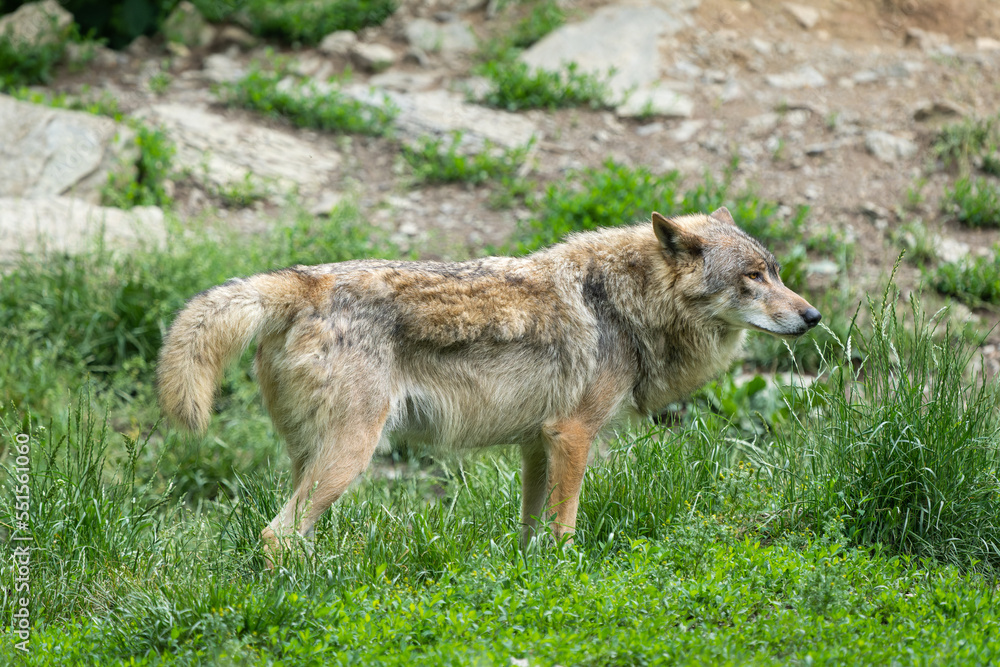 Fototapeta premium Grey timberwolf on the edge of a forest