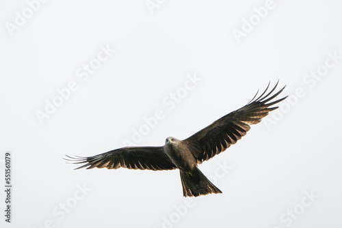 Black kite flying in front of a bright sky