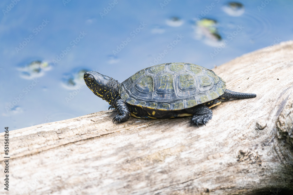 European swamp turtle sunbathing on a log