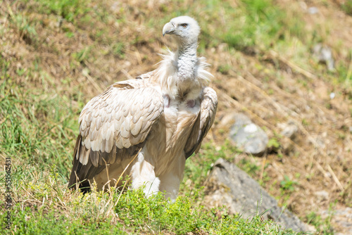 Close-up of a eurasian griffon vulture on a hill