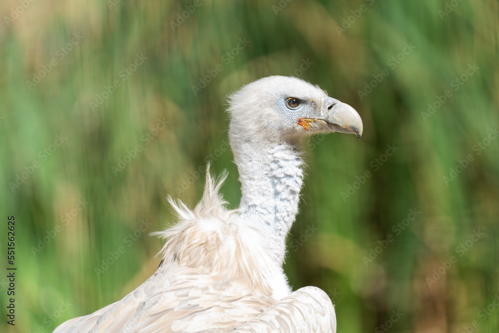 Close-up of a eurasian griffon vulture on a hill Close-up of a eurasian griffon vulture on a hill