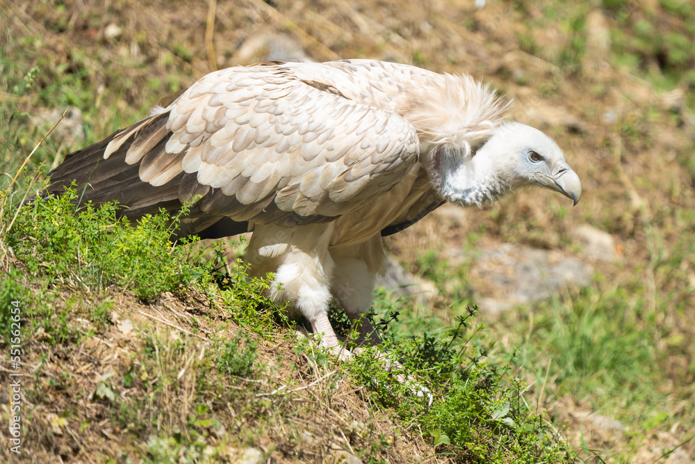 Close-up of a eurasian griffon vulture on a hill Close-up of a eurasian griffon vulture on a hill