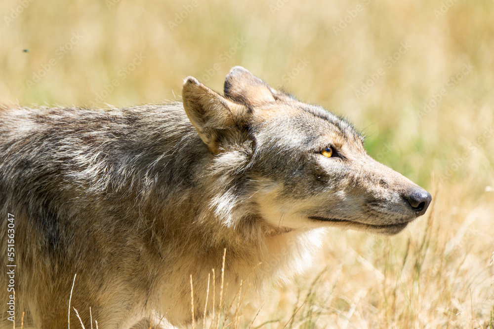 Fototapeta premium Closeup portrait of a grey timberwolf