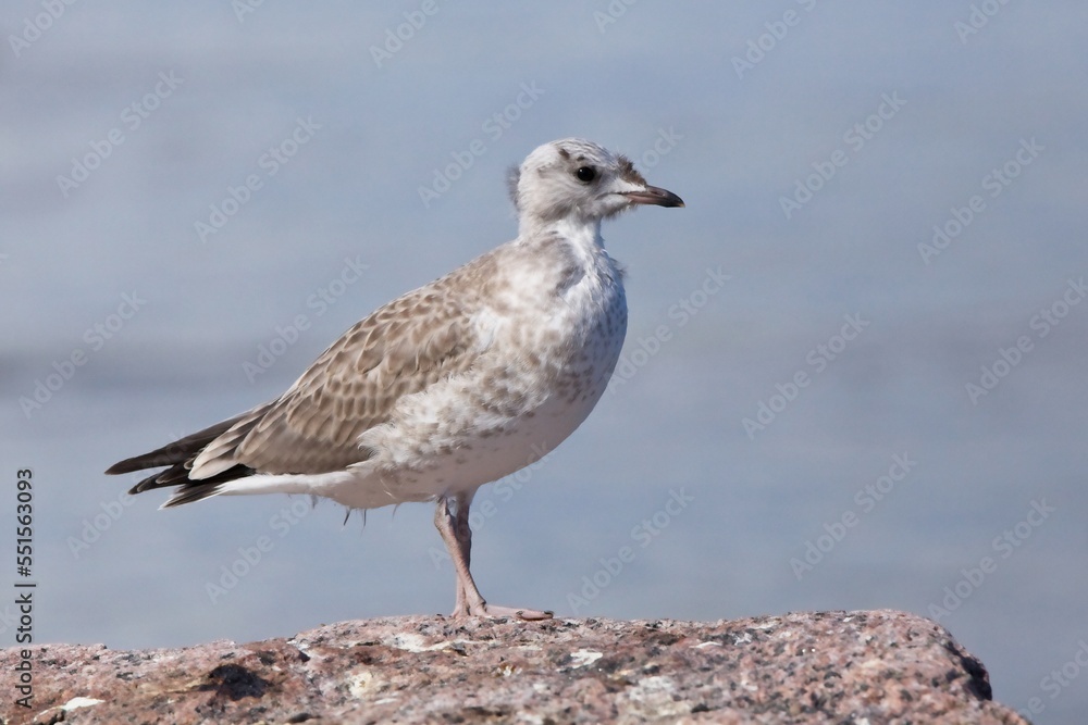 Closeup of young common gull standing on a rock on the seashore on the island of Torra Lövö, Espoo, Finland.