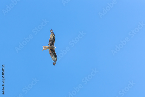 Red kite flying in front of a blue sky