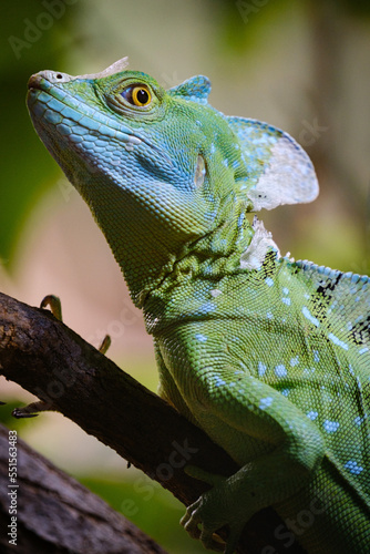 green basilisk on a tree