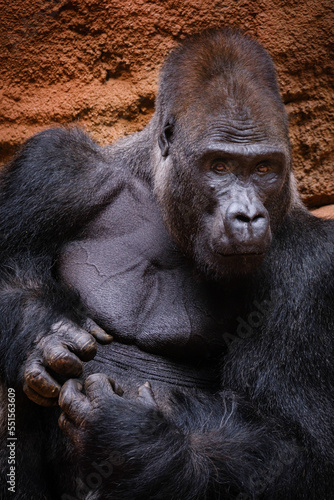 close up portrait of gorilla male